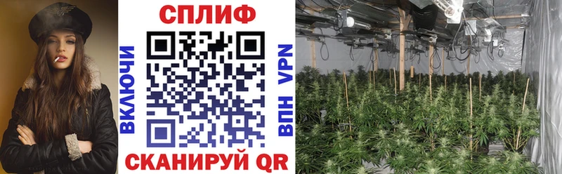 Конопля индика купить закладку Ростов